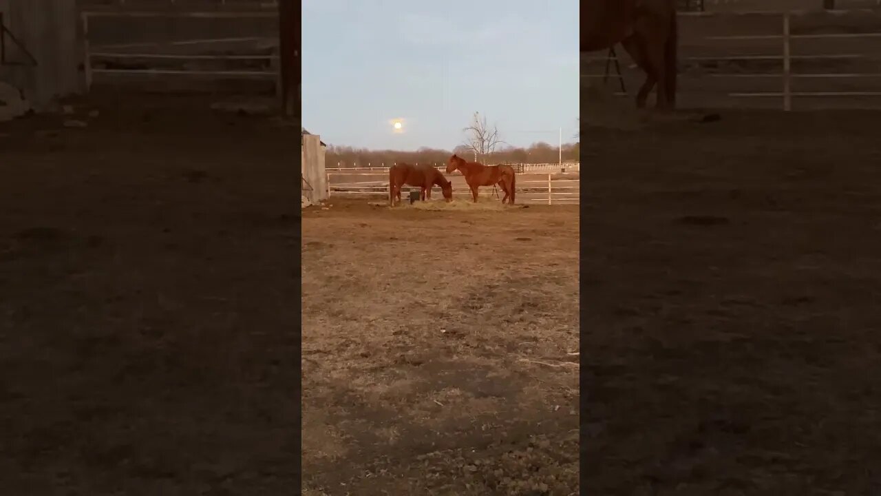 Moonlight Dinner #farm #farmlife #shorts #horses