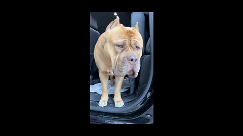 MASSIVE Pit Bull makes new friend with squirrel 🦁🧡🐿️