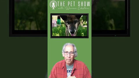Pet Arthritis: How to Tell if Your Dog or Cat Has it.