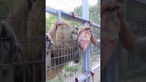 Lion Eating Fish! Try Not To Laugh! #shorts #shortsviral #shortsvideo @FunnyAnimalsMovieQuotes