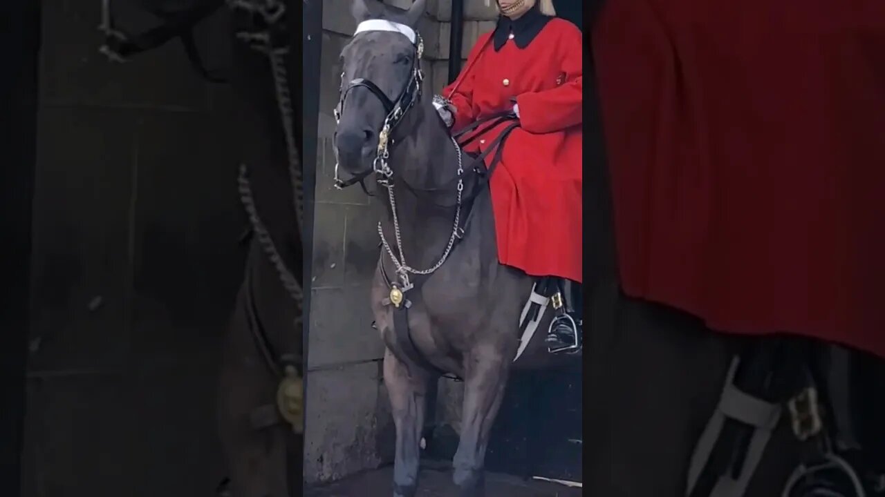 SLEEPING HORSE JUMPS #horseguardsparade