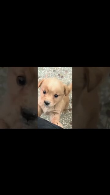 Baby dog#cute puppy barking#4kviral#shorts