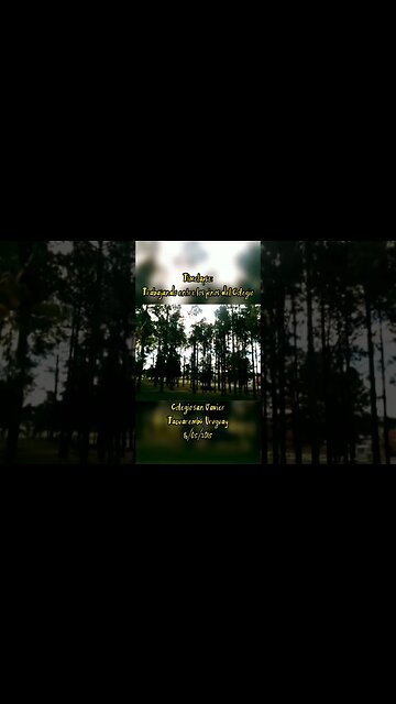 Trabajando entre los pinos del Colegio - Colegio San Javier #tacuarembó #uruguay (16/05/2015)