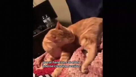 funny 😁 Animal Videos PT13