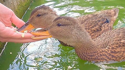 Feeding Gadwall Ducklings with Mother Hen Keeping a Close Eye on Things