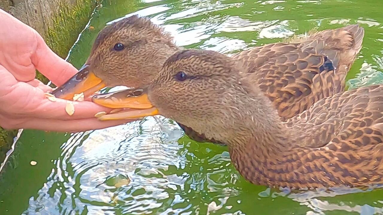Feeding Gadwall Ducklings with Mother Hen Keeping a Close Eye on Things