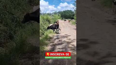 A quele dia de pastar, que até cansa 🐂🤠#shorts #roça #animals #roça #agro #bicho #sitio #fazenda #sp