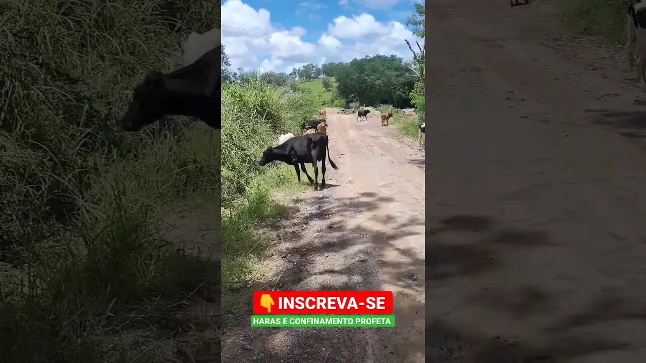 A quele dia de pastar, que até cansa 🐂🤠#shorts #roça #animals #roça #agro #bicho #sitio #fazenda #sp