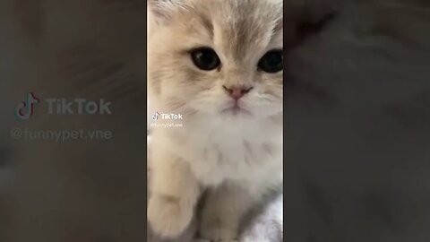 Hello cats lovers ❤️ #tiktokvideo #mystories #funny