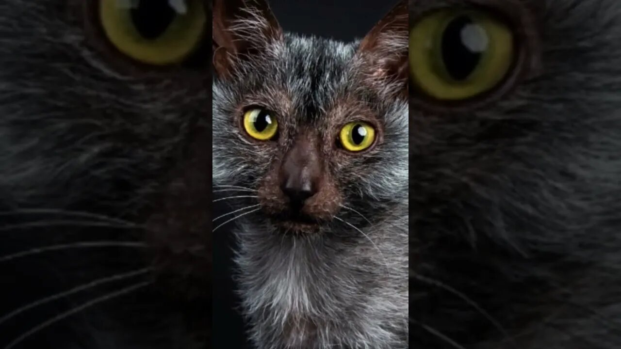 O gato-lobo! 🐱🐺 Conheça a raça Lykoi, um gato incrível! #shorts