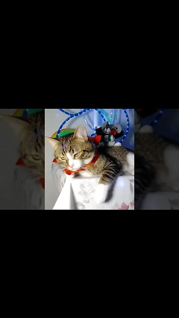 Funny Cat Wears a Red Bow