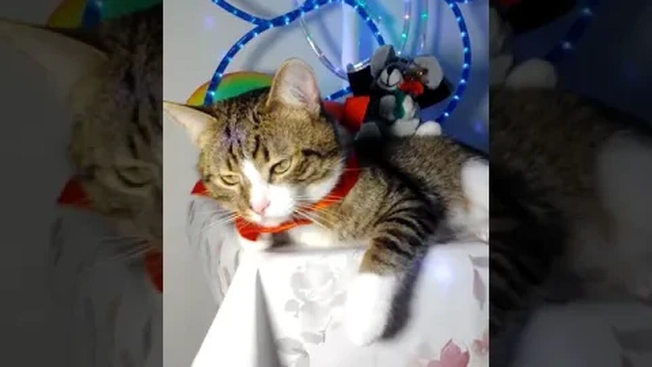 Funny Cat Wears a Red Bow