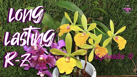 Highly Recommended Orchids with LONG Lasting Blooms R-Z #ninjaorchids #bestbuy #shopping #tips #care