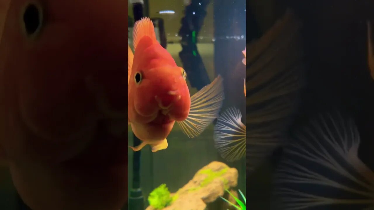 Curious Fish in my Aquarium 🐠 #fish #aquarium