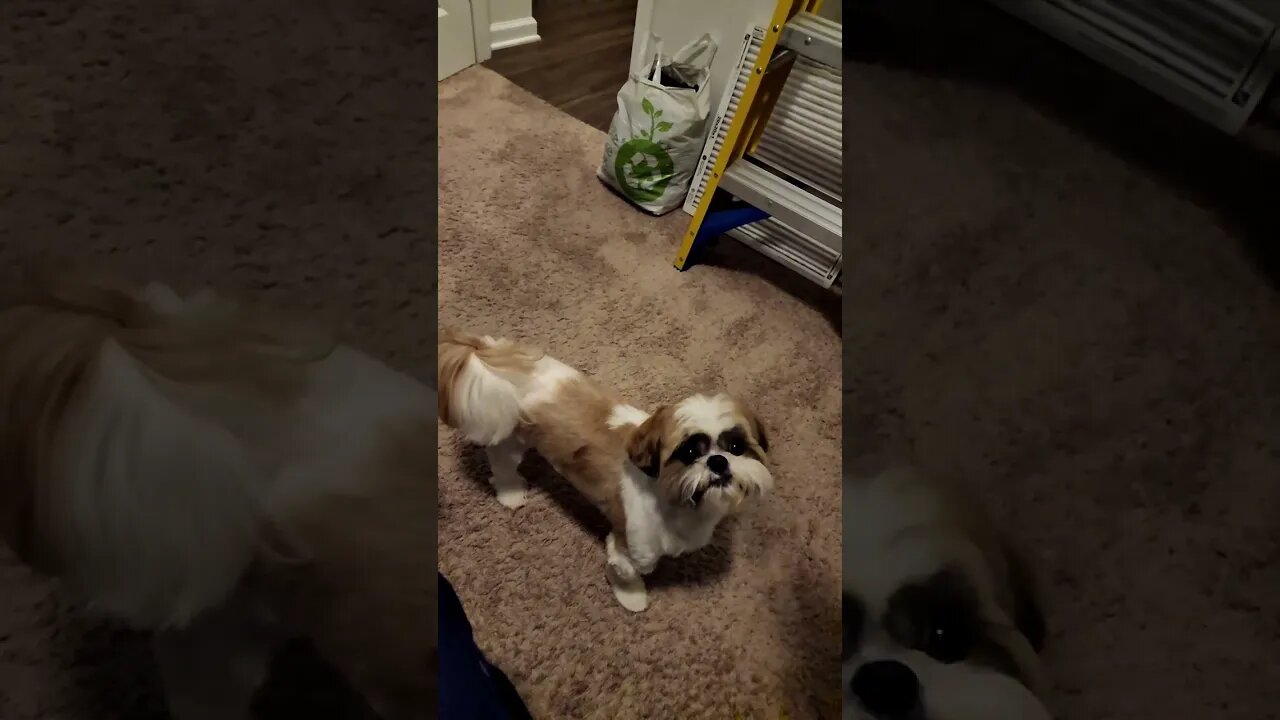 Super Slow Mo Max #shorts