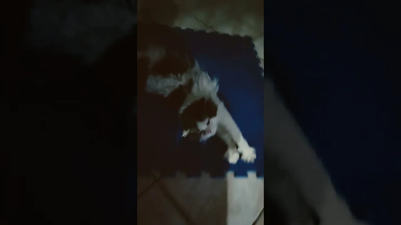 engenharia reversa do algoritmo vídeo #2028 Lil-Rom sendo fofinho metal gear cat