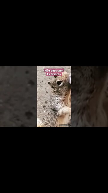 um esquilo morto de fome pede água #shorts #animais #proteçãoanimal #natureza #pets #animals