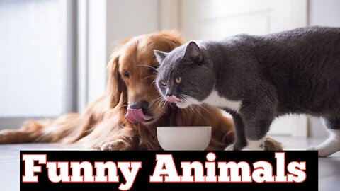 Funny Animals. Funny Dog and Cat