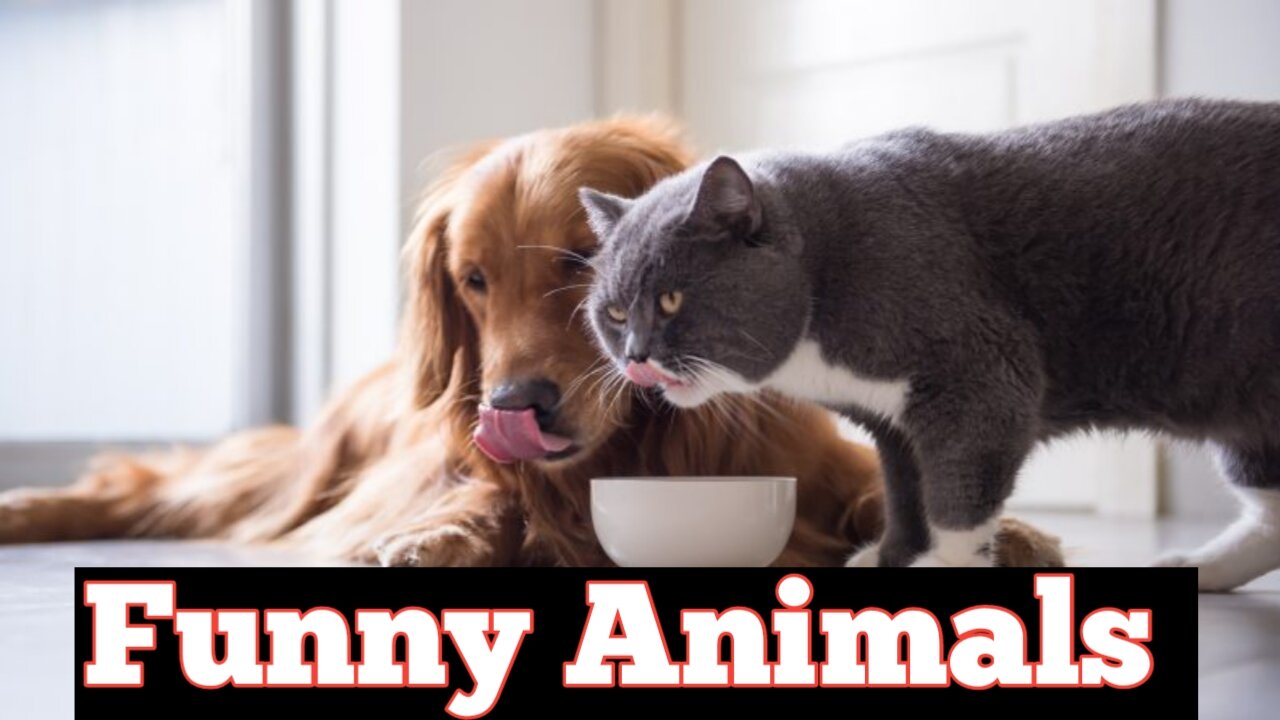 Funny Animals. Funny Dog and Cat