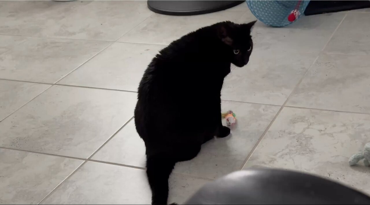 Cute Precious Piper Won't Play with the Strange Toy Animal - Adopting a Cat from a Shelter Vlog