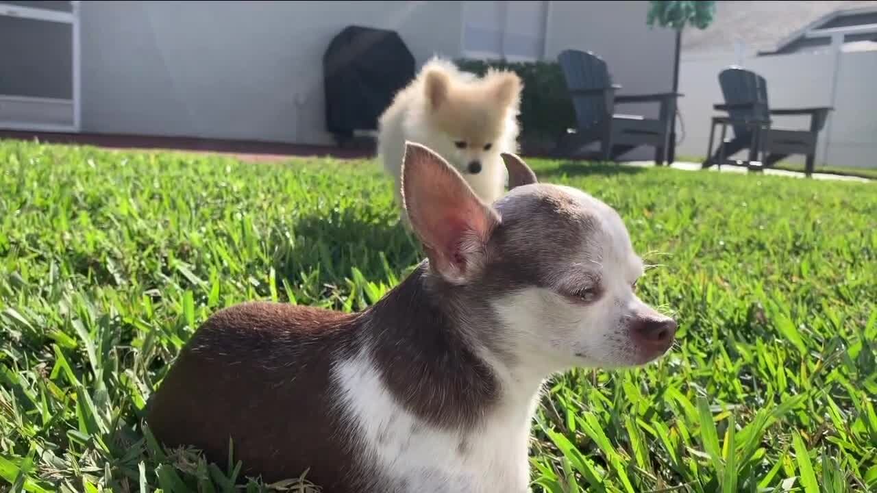 Tully's Tails: Meet Yoshi and Ace