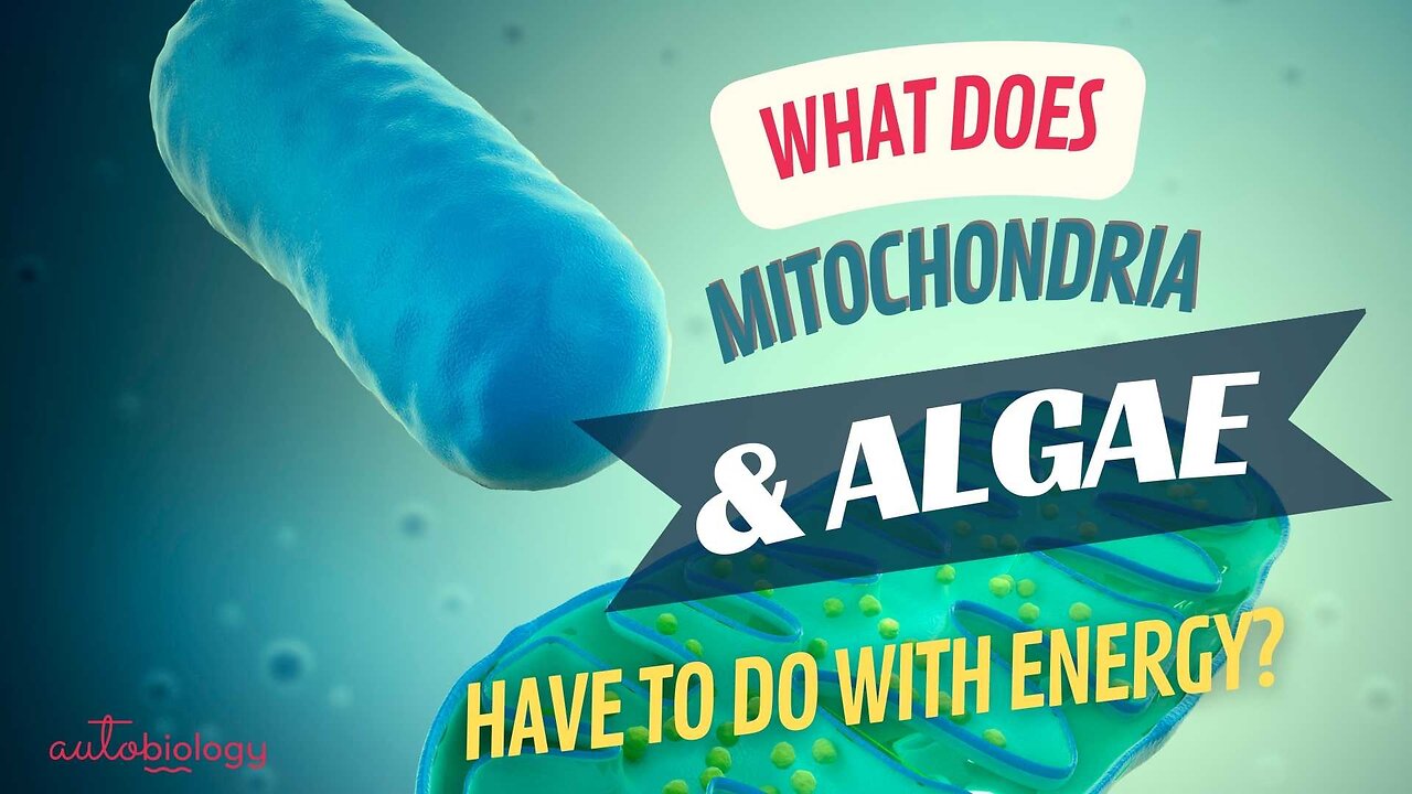 Mitochondria + Algae = Energy