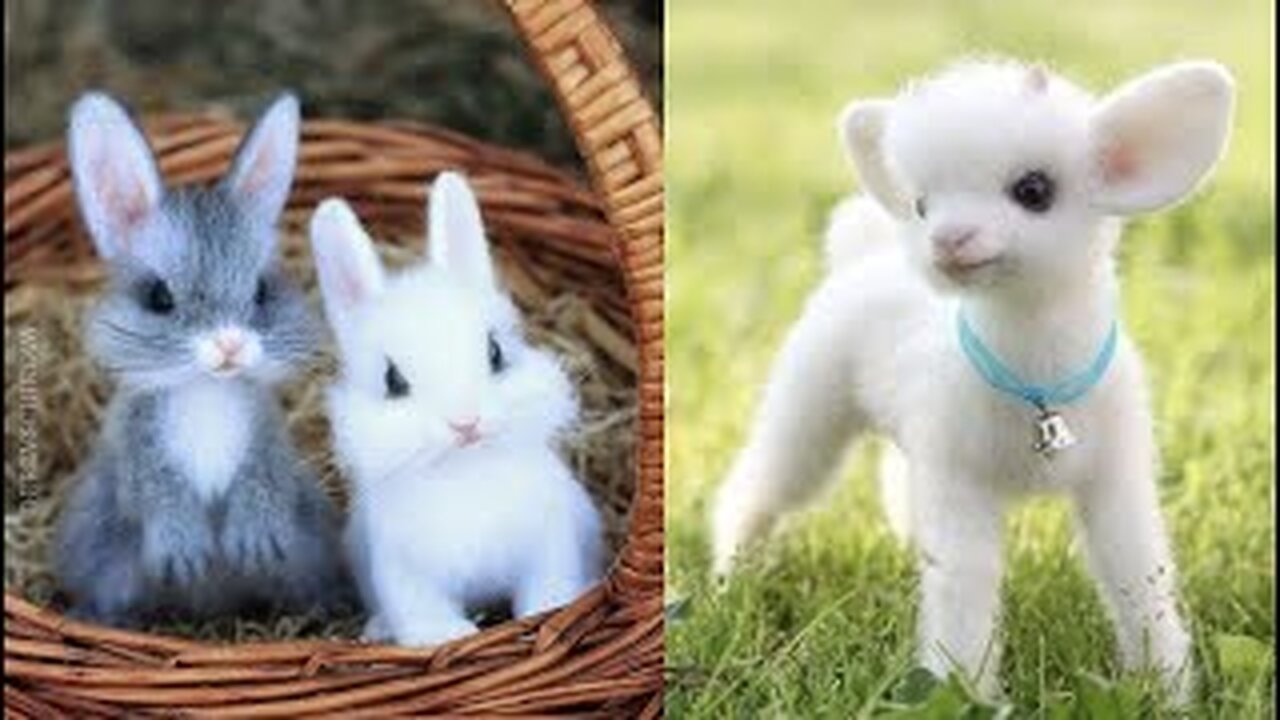 A selection of videos with the cutest baby animals A cute moment with animals - The cutest animals