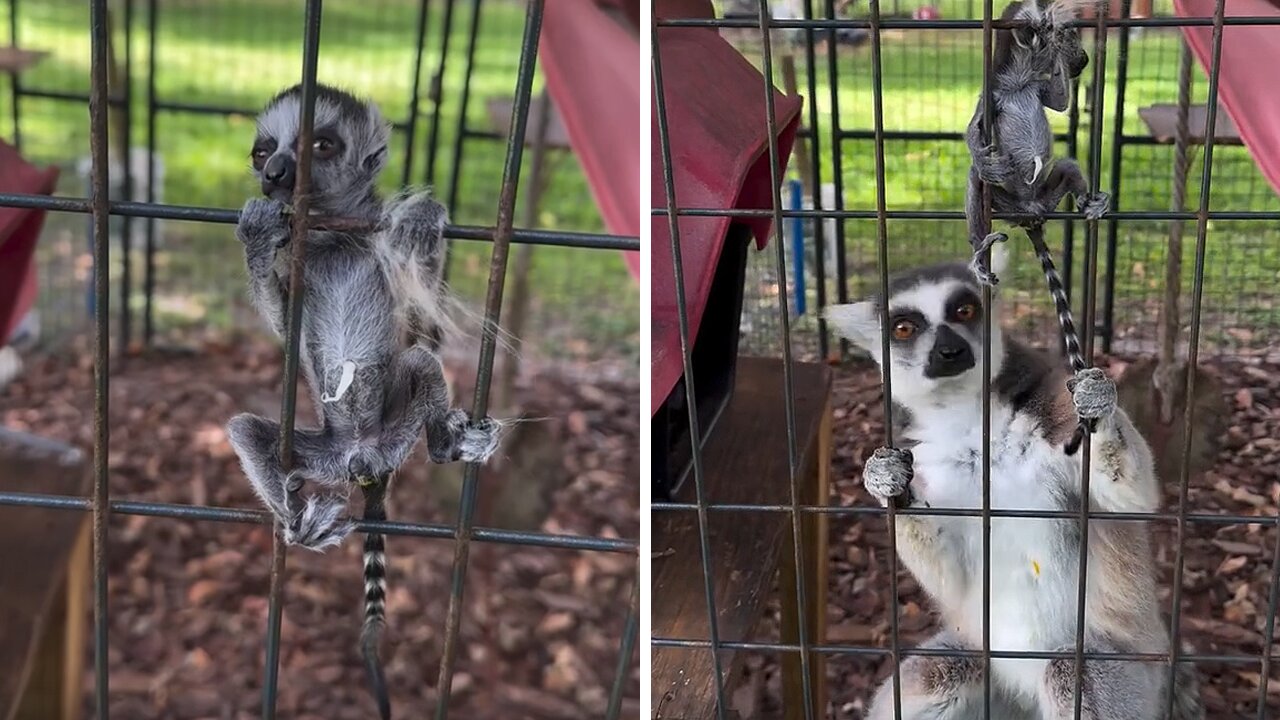 Cute Alert: Ring Tailed Lemur mom just had an adorable baby