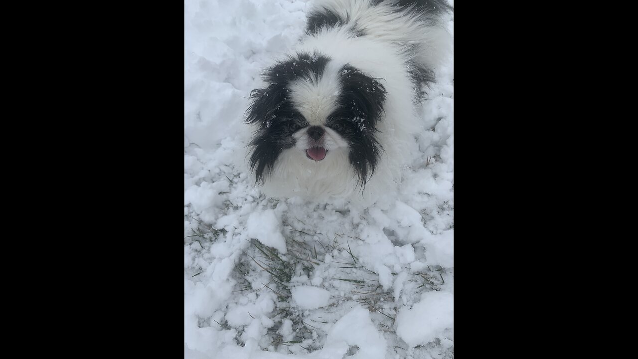 Snow Day for the Pups