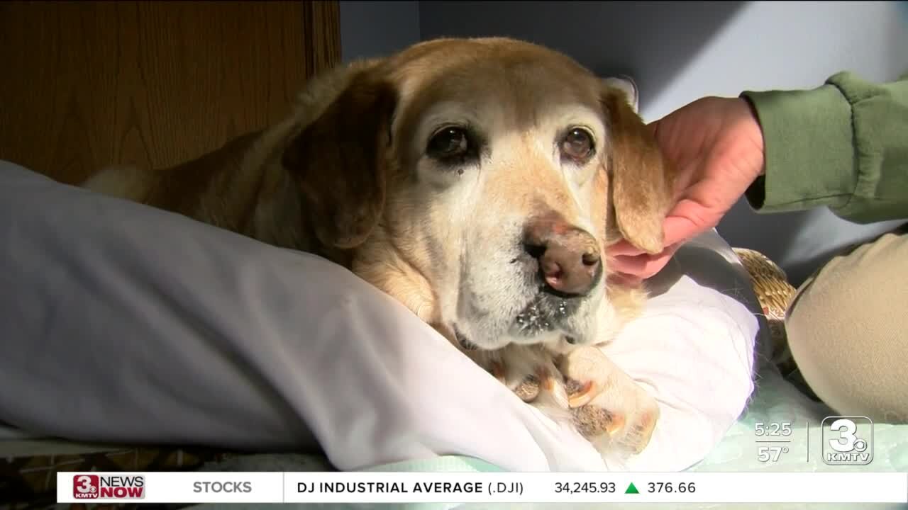 Stray dog seen often at Eppley Airfield is looking for 'fur-ever home'