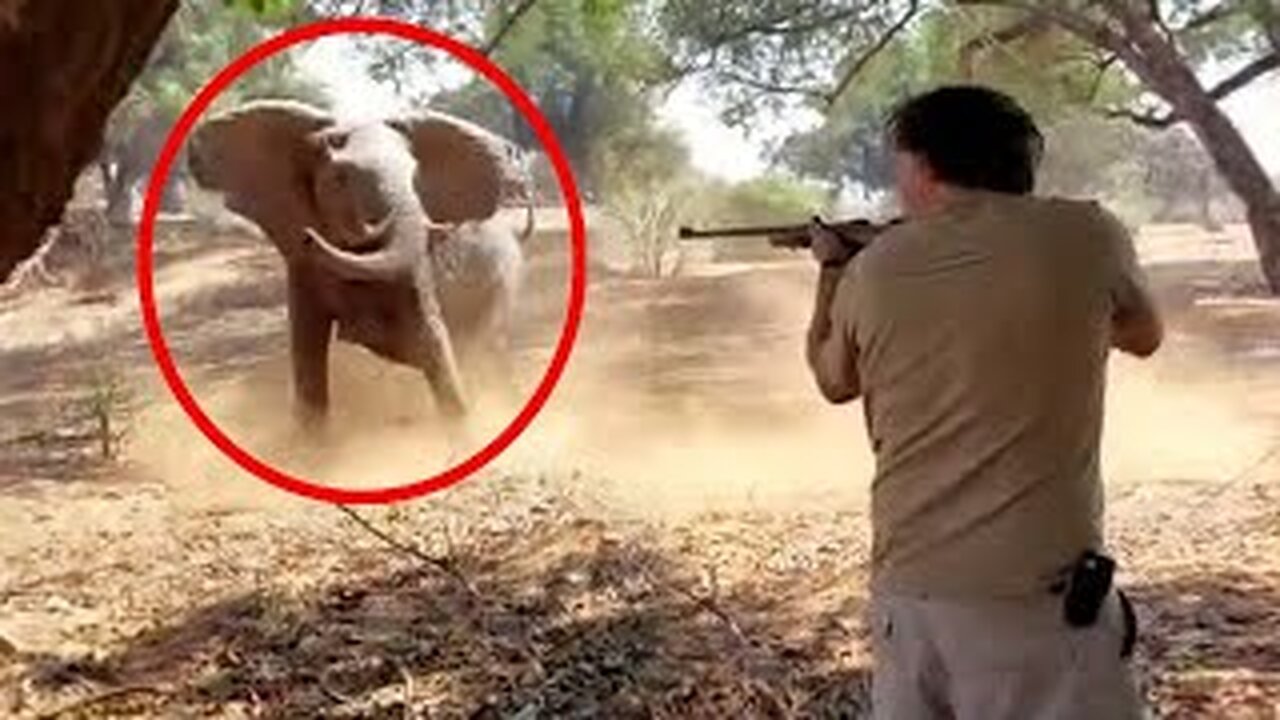 12 times the park rangers messed with the wrong animals