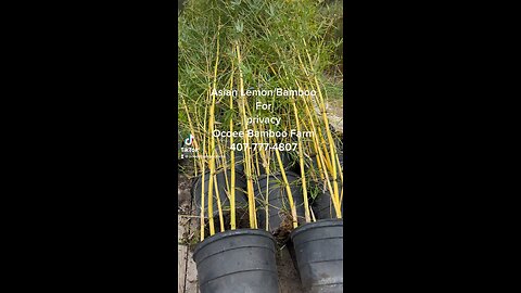 Asian Lemon Bamboo For Fast Growing Privacy 407-777-4807 Orlando Bamboo Plants