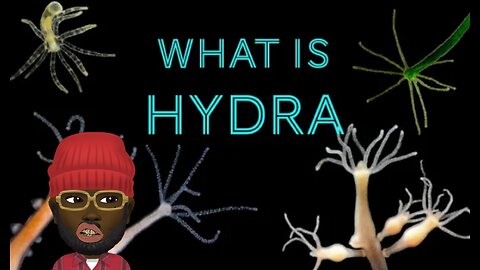 HYDRA (What is it? and what does it do?)