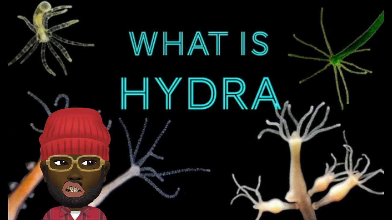 HYDRA (What is it? and what does it do?)