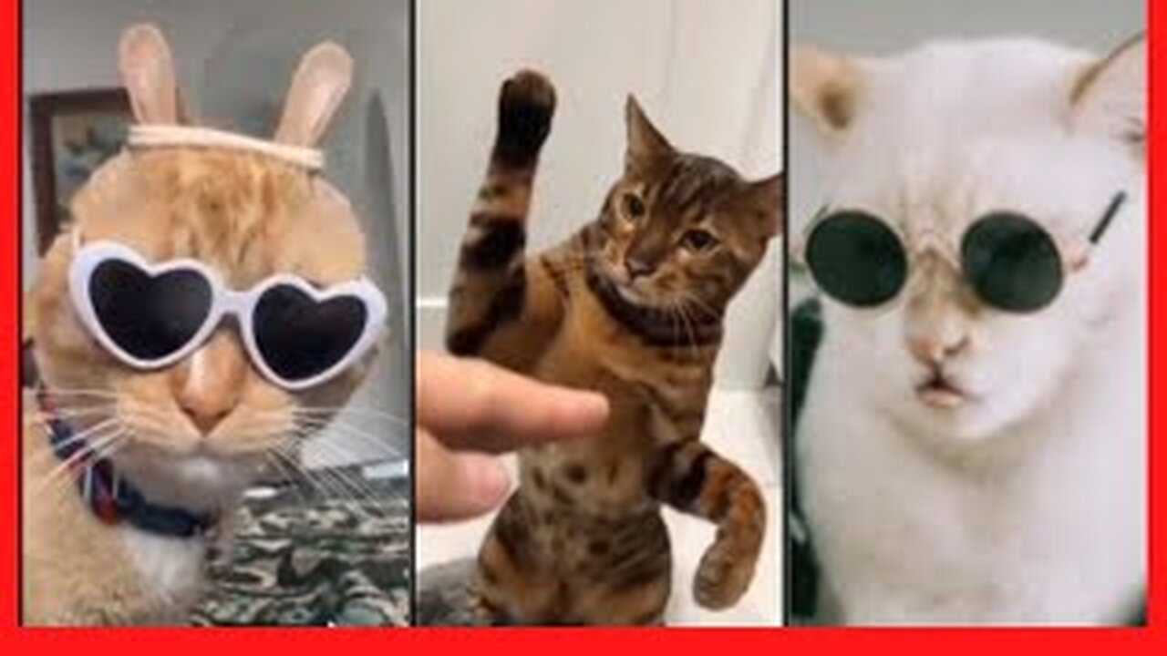 Funny Cat 😹 Cute Cat Videos 🐈 2023