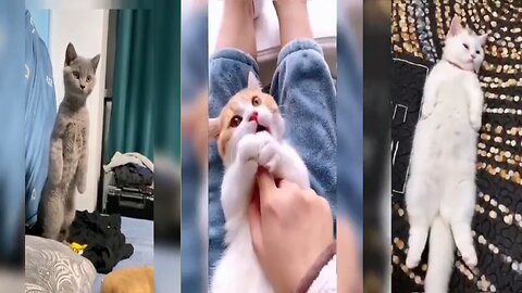 Cute cat funny video