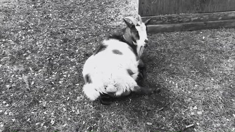Ginny Goat Giving Birth
