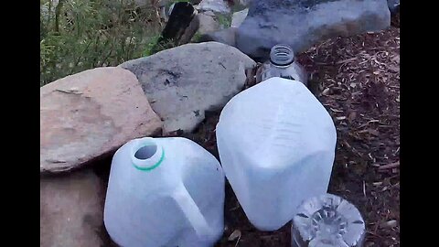 Cheap way to protect plants from rodents.