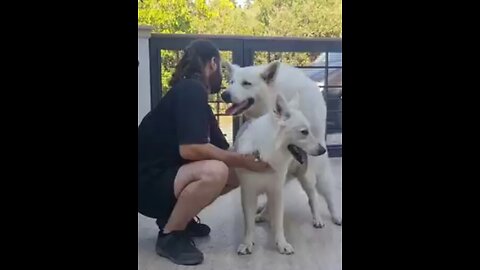 Title:Beautiful Dogs with German Shepherd