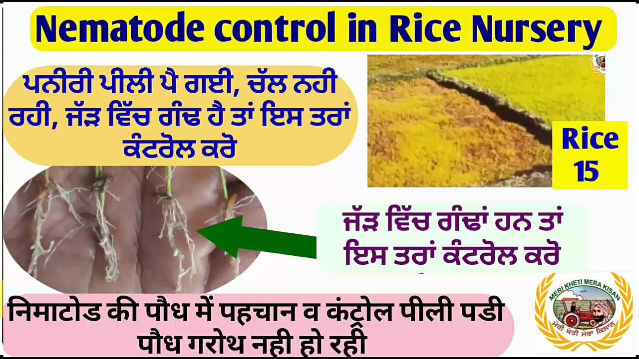 Nematode management in Rice Nursery discussed in the video