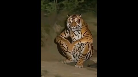 This tiger was caught sitting like a human being 🐯💀😱 #shorts