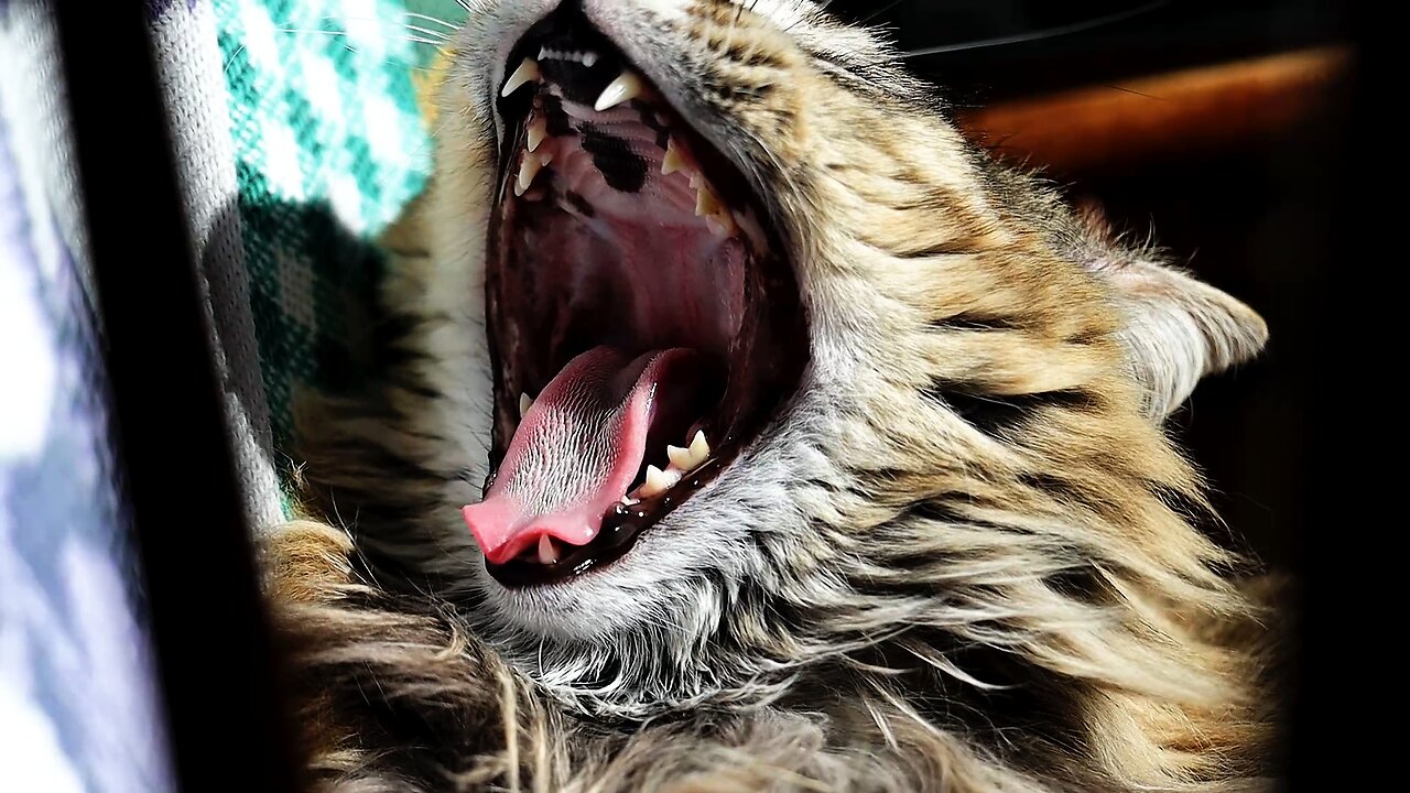 Leia Yawning in Slow Motion