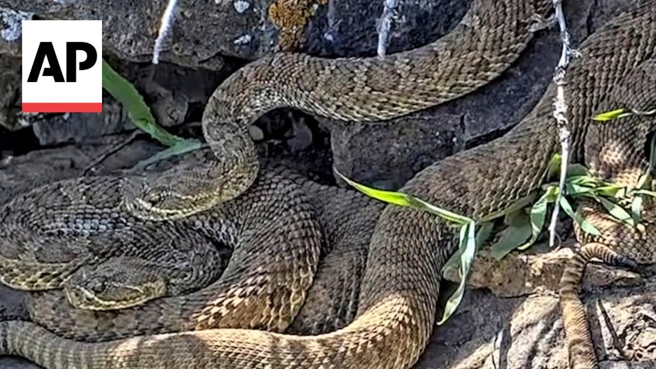 Newborn rattlesnakes at a Colorado 'mega den' are making their live debut