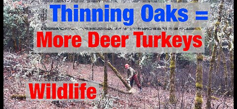 Increase Deer Turkey Wildlife on Your Property Thin the Trees