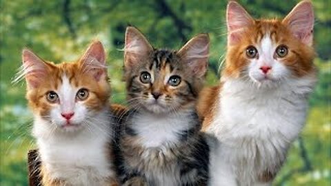 Sound of the Cat Meowing - Cat Meowing - Kitten Meowing