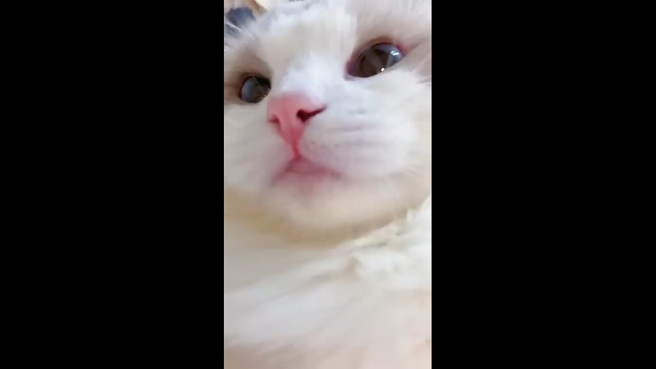 Cute Cat