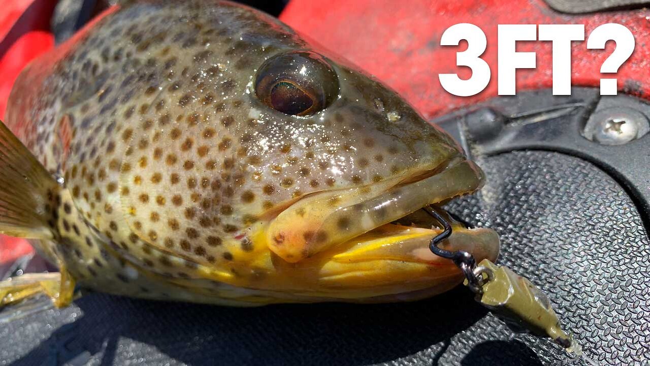 Low Tide fishing deep in the eel grass | Spotted Bay Bass | WARBAITS