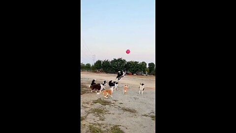 Dog culab video