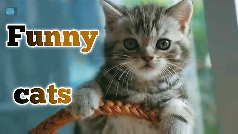 Funny cats agriculture