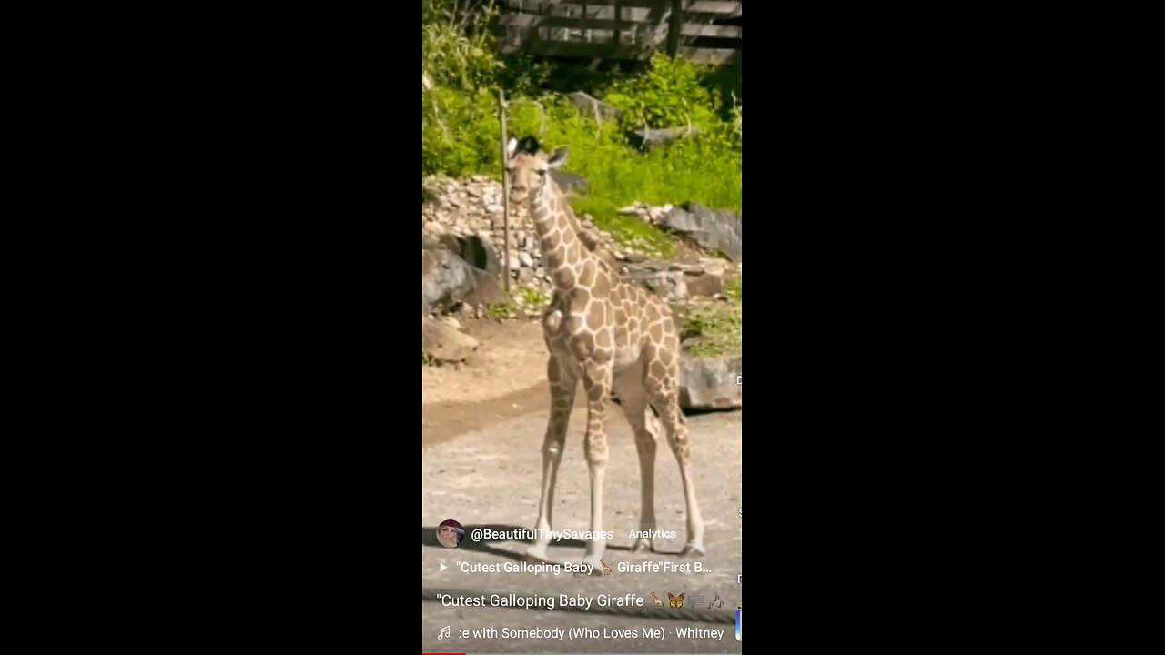 "Cutest Baby Giraffe 🦒 Galloping 💫🦋🦋🎶🎼